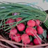 Verduras de temporada