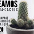Cactus y maqueta